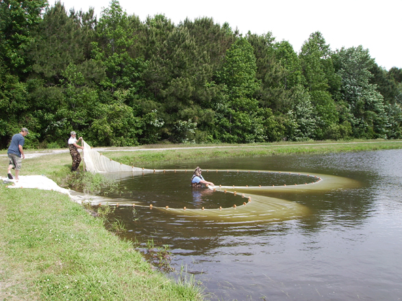 Pond management is about fish sampling, water quality, and nutrients.
