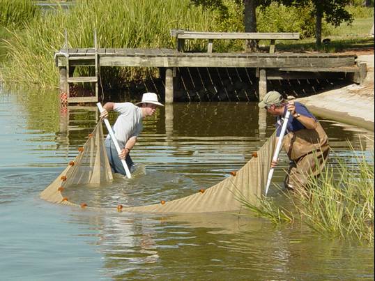 Fish sampling is an important part of any pond management program.