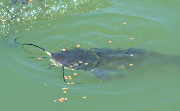 Live Channel Catfish these are the big ones pond stockers