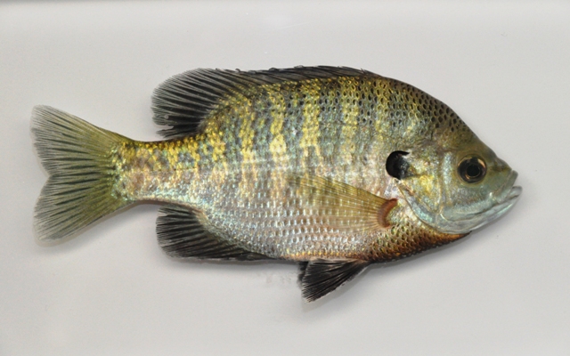Too many bluegill can disrupt your pond management goals.