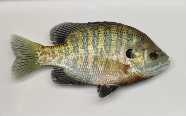 Burner Bream 4 Bright Bluegill