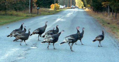Turkeys are vulnerable to poaching
