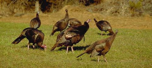 Impact of Predators on Wild Turkey
