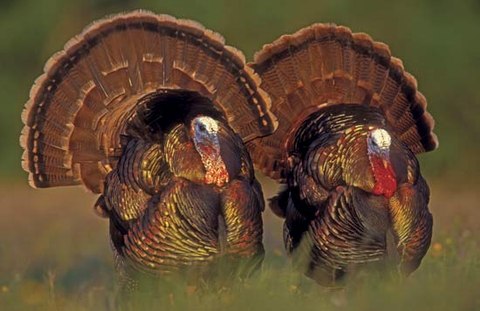 Will dry weather slow down nesting turkey in Texas?