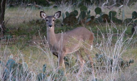 Deer Management: How Many Deer are Too Many?