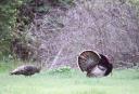 Turkey Photos - Gobbler and hen in the woods
