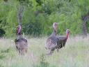 Turkey Photos - Three Gobblers looking for trouble