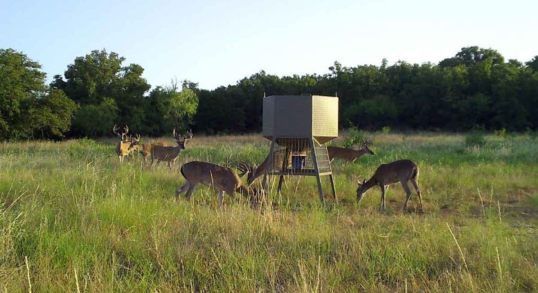 Best Automatic Deer Feeder Times for Hunting