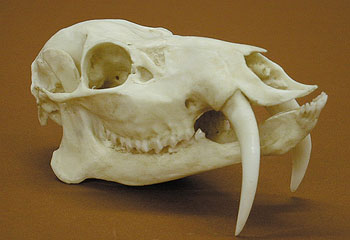 Skull from a Chinese Water Deer with Canines