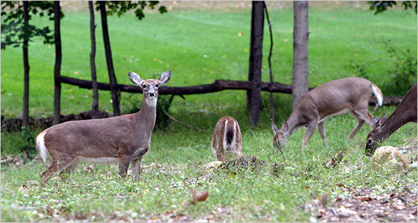Bowhunting can help control urban deer populations