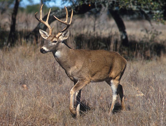 Deer Season in Texas