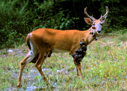 Whitetail Deer with Warts (Firbroma)