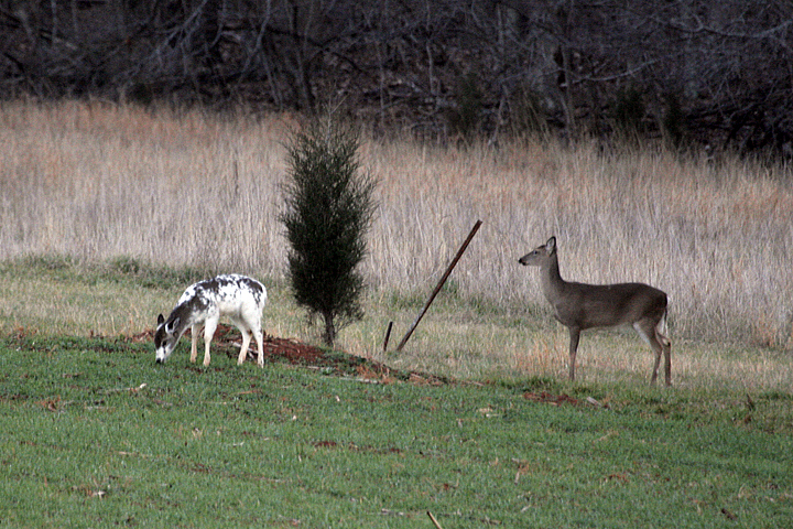 A piebald and normally colored white-tailed deer.