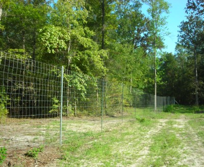 High Fences and Whitetail Deer Hunting