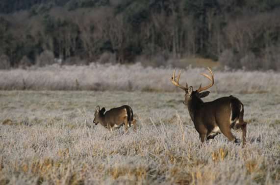 Whitetail Hunting: Hunting the Rut