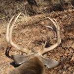 Whitetail Deer Hunting Trip in Texas