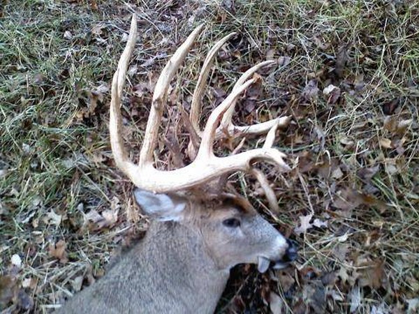 Giant Ohio Buck Poached