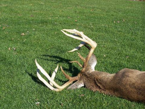 Giant Ohio Buck 2024