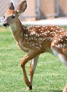 Fawn with Six Legs