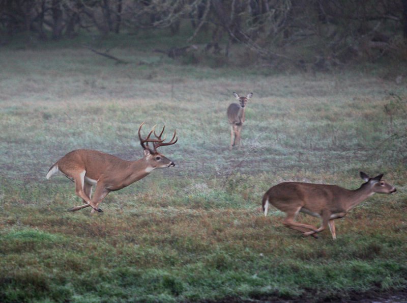 Deer Rut in Texas