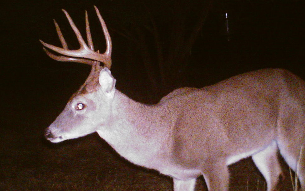 Coleman County Deer Hunting and Deer Lease