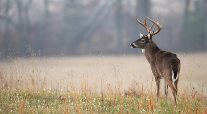Whitetail Deer Hunting