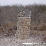 Protein Feeding for Deer: Cottonseed as a Supplemental Food