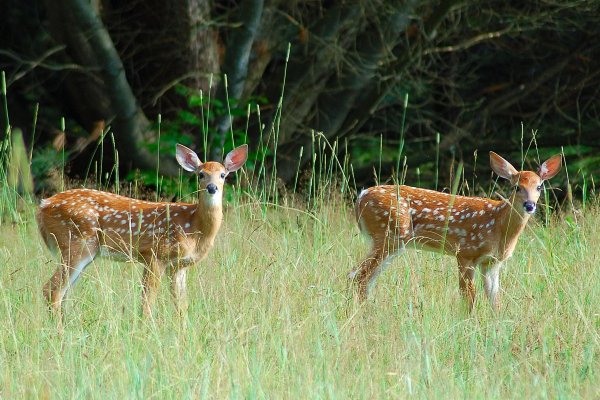 How Many Fawns do Whitetail Deer Does Have?