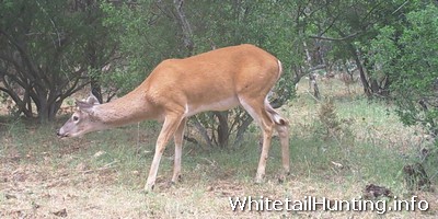 Whitetail Hunting - My Game Camera Review