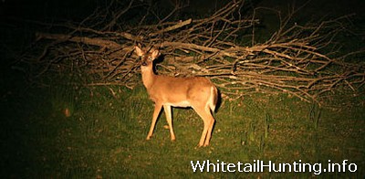 Whitetail Hunting: Surveys for Deer