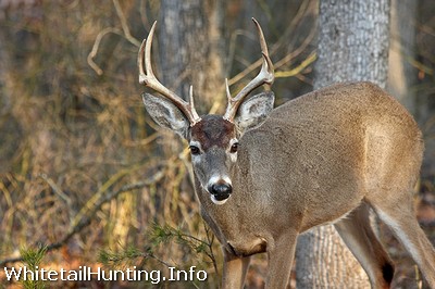 Deer Diseases: EHD in Whitetail Deer