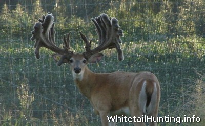 Whitetail Deer for Sale - Deer Smuggling - Deer Breeding in Texas