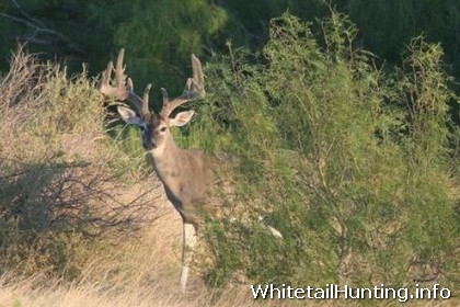 Whitetail Hunting: Deer Hunting in South Texas