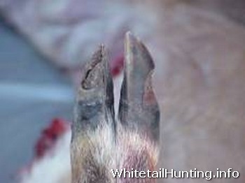 Blue Tongue and EHD: Swollen Tongues and Peeling Hooves