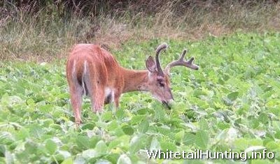 Deer With Broken Leg: Antlers will be deformed each year, but survival is probable.