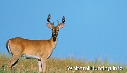 Whitetail Hunting: Whitetail Deer Movements by Bucks