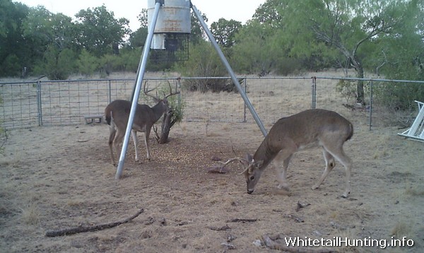Whitetail Deer Hunting - Trophy Rock Mineral Lick - Deer Attractant