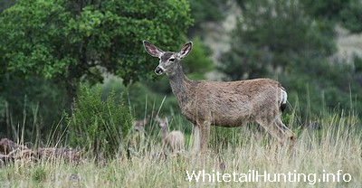 CWD in Texas Could Impact Whitetail Hunting, Mule Deer Hunting