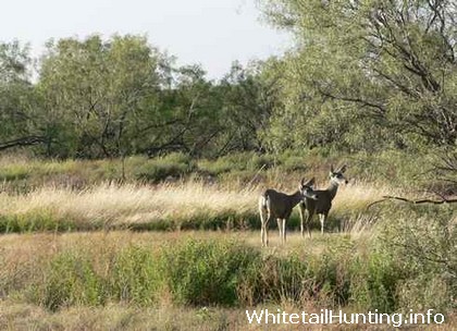 CWD in Texas May Reduce Mule Deer, Whitetail Hunting