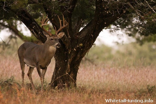 Whitetail Deer Hunting - MLDP Program - MLD Permits