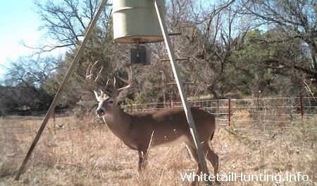 Deer Hunting in Coryell County Texas
