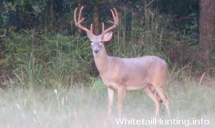 Whitetail Hunting and Deer Habitat Management: Native Plans are Best