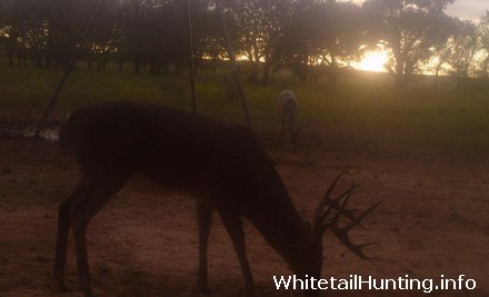 Whitetail Deer Hunting in Atascosa County, South Texas