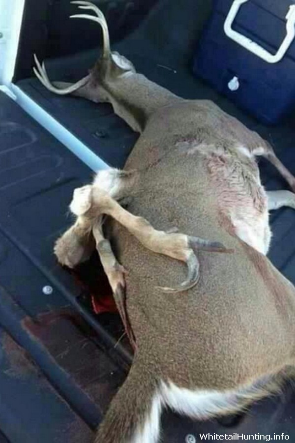 Deformed Buck with 6 Leg - 2 on Back!