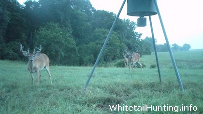 Improve Whitetail Deer Hunting, Antler Growth with Food Plots