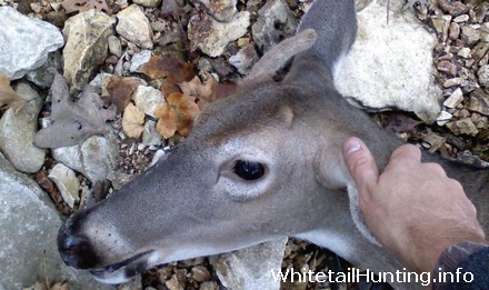 Whitetail Doe with Antlers, Horns