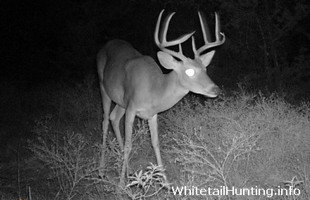 Whitetail Deer Hunting and Mature Bucks