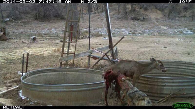 Game Camera Photo: Coyote Kills Deer