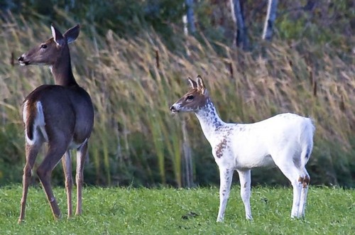 Piebald Deer with Standard Color Whitetail