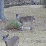 Tarsal Glands on Buck Deer: Dark Spots on Inside of Back Legs ...